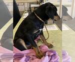 Small #1 Doberman Pinscher Mix