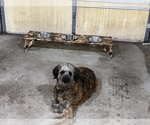 Mother of the Saint Berdoodle puppies born on 12/24/2024