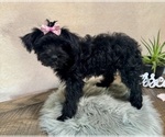 Small #1 YorkiePoo