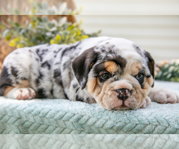 Medium Photo #3 Beabull-English Bulldog Mix Puppy For Sale in MILLERSBURG, OH, USA