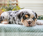 Small #2 Beabull-English Bulldog Mix