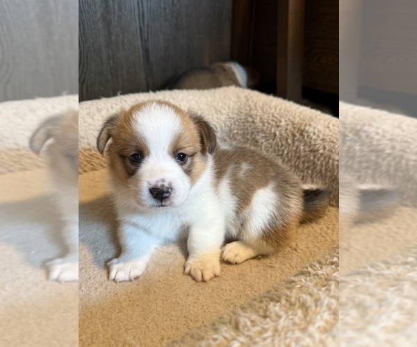 Medium Photo #3 Pembroke Welsh Corgi Puppy For Sale in GRAND RAPIDS, MI, USA