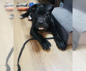 Tootsie Roll - Male Staffordshire Bull Terrier-Unknown Mix Dog for Adoption - Photo #4