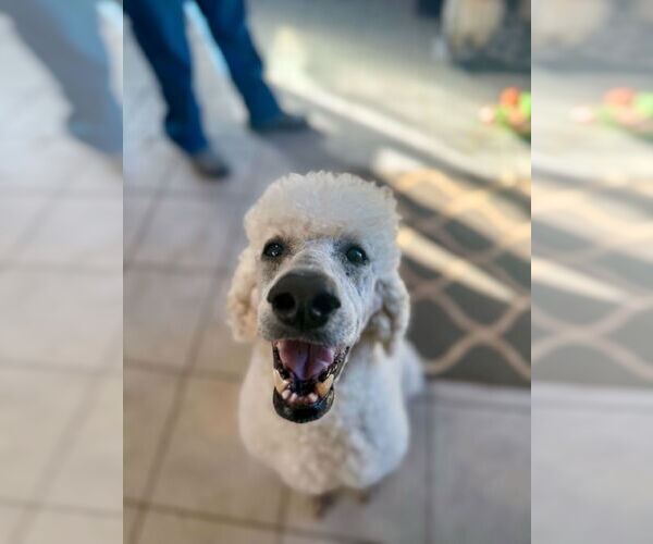 Medium Photo #4 Poodle (Standard) Puppy For Sale in Pacolet, SC, USA