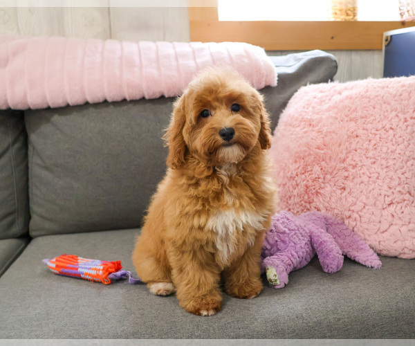 Medium Photo #1 Goldendoodle mix (+ Poodle Miniature) Puppy For Sale in SYRACUSE, IN, USA