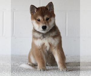 Shiba Inu Puppy for sale in FREDERICKSBURG, OH, USA