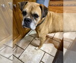 Small Boxer