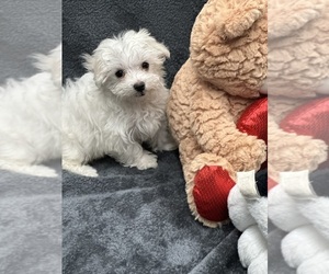 Maltese Puppy for sale in SILEX, MO, USA