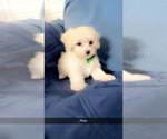 Small #2 Maltipoo (Miniature)