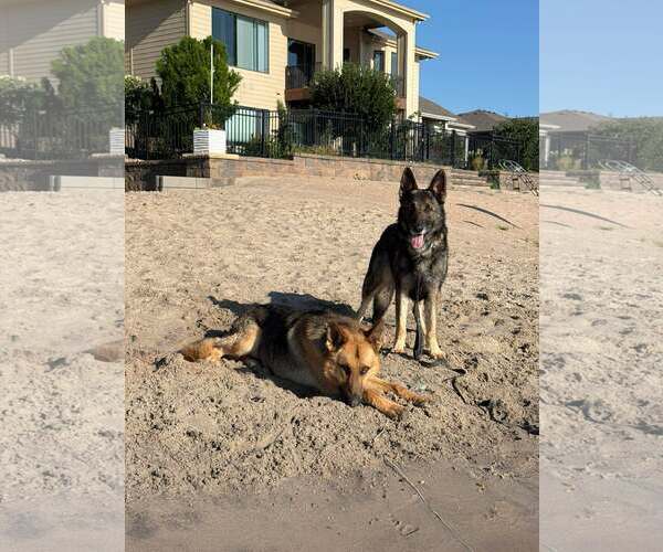 Medium Photo #2 German Shepherd Dog Puppy For Sale in Gretna, NE, USA