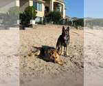 Small #1 German Shepherd Dog
