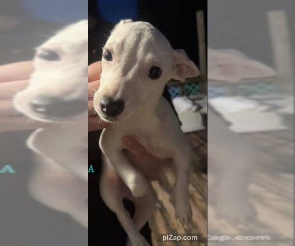 Medium Photo #1 Chihuahua-Unknown Mix Puppy For Sale in New York, NY, USA
