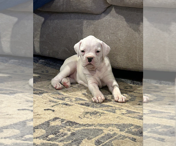 Medium Photo #8 Boxer Puppy For Sale in SAPULPA, OK, USA