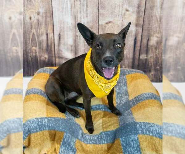 Medium Photo #7 Labrador Retriever-Unknown Mix Puppy For Sale in Kennesaw, GA, USA