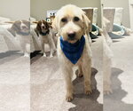 Small #2 Irish Wolfhound-Poodle (Standard) Mix