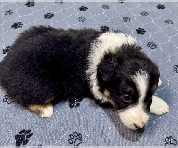 Medium Photo #2 Australian Shepherd Puppy For Sale in SALISBURY, NC, USA