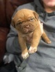 Small Photo #10 Dogue de Bordeaux Puppy For Sale in BRIAROAKS, TX, USA