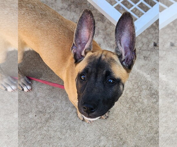 Medium Photo #5 Black Mouth Cur-Unknown Mix Puppy For Sale in Clinton, OK, USA