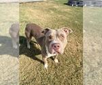 Small American Pit Bull Terrier Mix