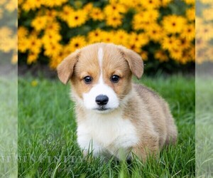 Pembroke Welsh Corgi Puppy for sale in HONEY BROOK, PA, USA
