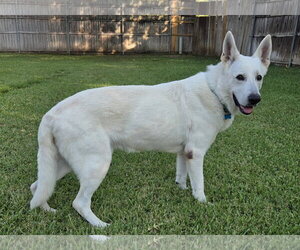 Henley - Male - Mix Dog for Adoption - Photo #4