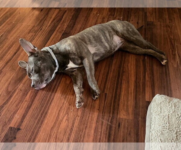 Medium Photo #8 American Pit Bull Terrier-Unknown Mix Puppy For Sale in Germantown, OH, USA