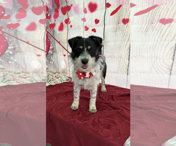 Medium Photo #4 Parson Russell Terrier-Unknown Mix Puppy For Sale in Lake Elsinore, CA, USA