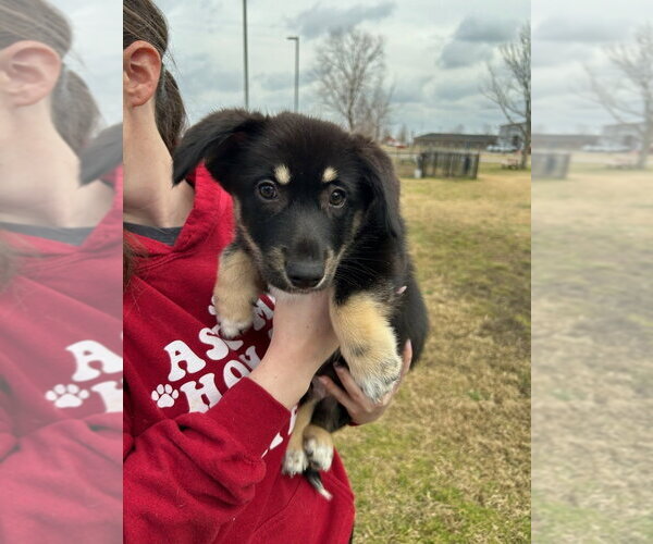 Medium Photo #4 Scottish Collisky Puppy For Sale in Evansville, IN, USA