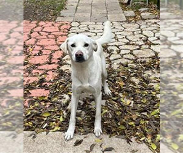 Medium Photo #1 Labrador Retriever-Unknown Mix Puppy For Sale in San Antonio, TX, USA