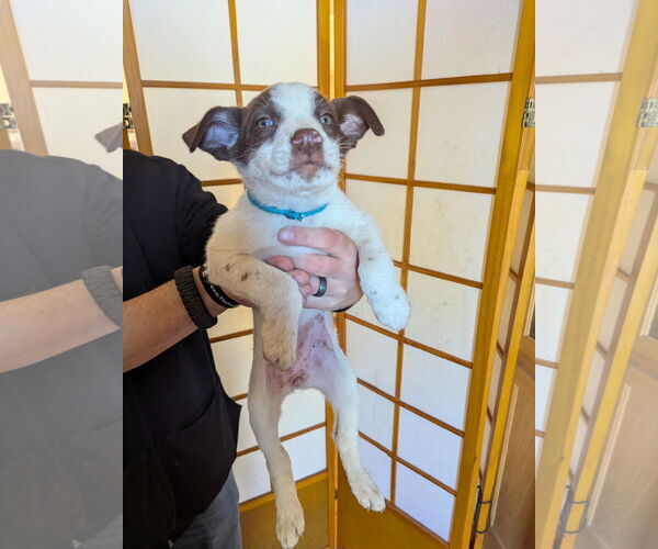 Medium Photo #3 Huskies -Labrador Retriever Mix Puppy For Sale in Princeton, MN, USA