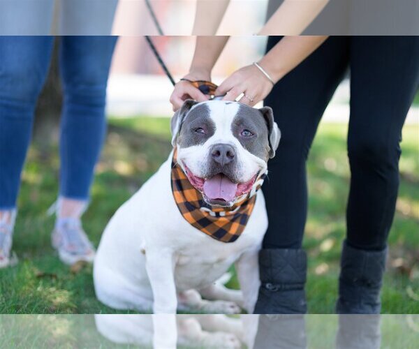 Medium Photo #1 Bulldog-Unknown Mix Puppy For Sale in Perth Amboy, NJ, USA