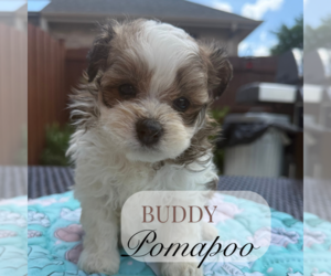 Pom-A-Poo Puppy for Sale in ELMHURST, Illinois USA