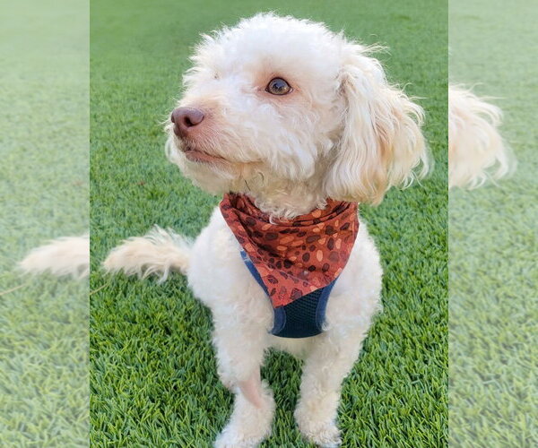 Medium Photo #1 Poodle (Miniature)-Unknown Mix Puppy For Sale in Corona, CA, USA