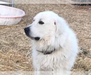 Father of the Great Pyrenees puppies born on 01/07/2022