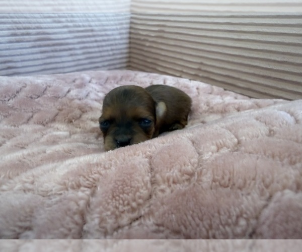 Medium Photo #13 Yorkipoo Puppy For Sale in ARLINGTON, TX, USA