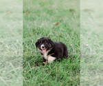 Puppy Sydney Australian Shepherd