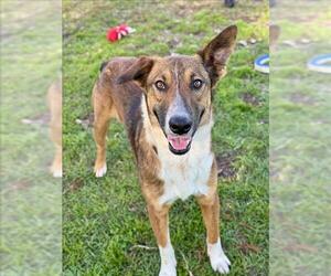 Mutt Dogs for adoption in Conroe, TX, USA