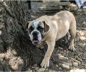 Cavalier King Charles Spaniel Puppy for sale in OXFORD, PA, USA