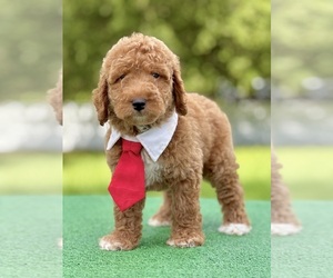 Goldendoodle Puppy for sale in FROSTPROOF, FL, USA