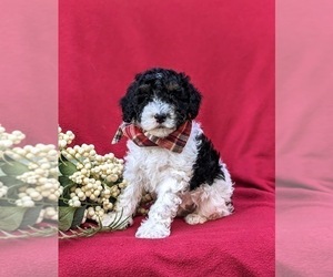 Poodle (Miniature) Puppy for sale in NOTTINGHAM, PA, USA