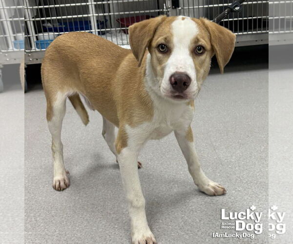 Medium Photo #1 Labrador Retriever-Unknown Mix Puppy For Sale in Washington, DC, USA