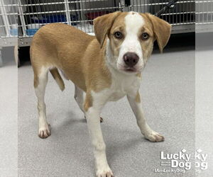 Labrador Retriever-Unknown Mix Dogs for adoption in Washington, DC, USA