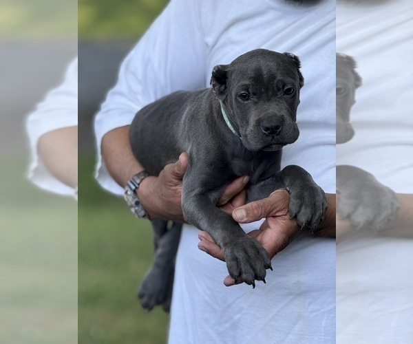 Medium Photo #6 Cane Corso Puppy For Sale in ANDERSON, IN, USA
