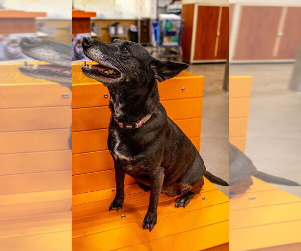 Medium Photo #5 Miniature Pinscher-Unknown Mix Puppy For Sale in Aurora, IN, USA