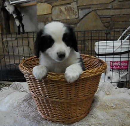 Medium Photo #1 English Shepherd Puppy For Sale in BAKERSVILLE, NC, USA