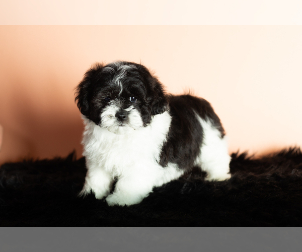 Medium Photo #3 Zuchon Puppy For Sale in WOLCOTTVILLE, IN, USA