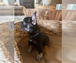 Small Photo #10 French Bulldog Puppy For Sale in BONNEAU, SC, USA