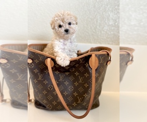 Maltipoo Puppy for Sale in BEVERLY HILLS, California USA