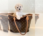 Small Photo #1 Maltipoo Puppy For Sale in BEVERLY HILLS, CA, USA