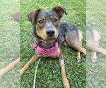 Small Australian Shepherd-German Shepherd Dog Mix